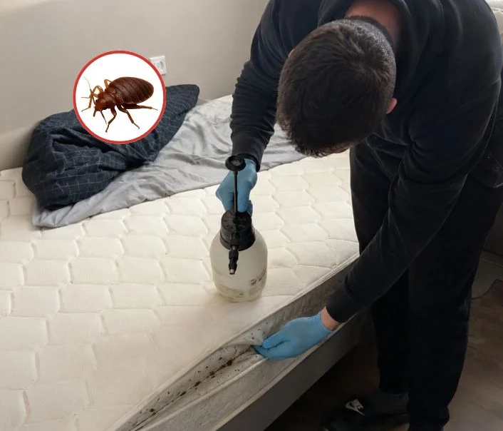 Technicien traitant un matelas contre les punaises de lit à Clichy